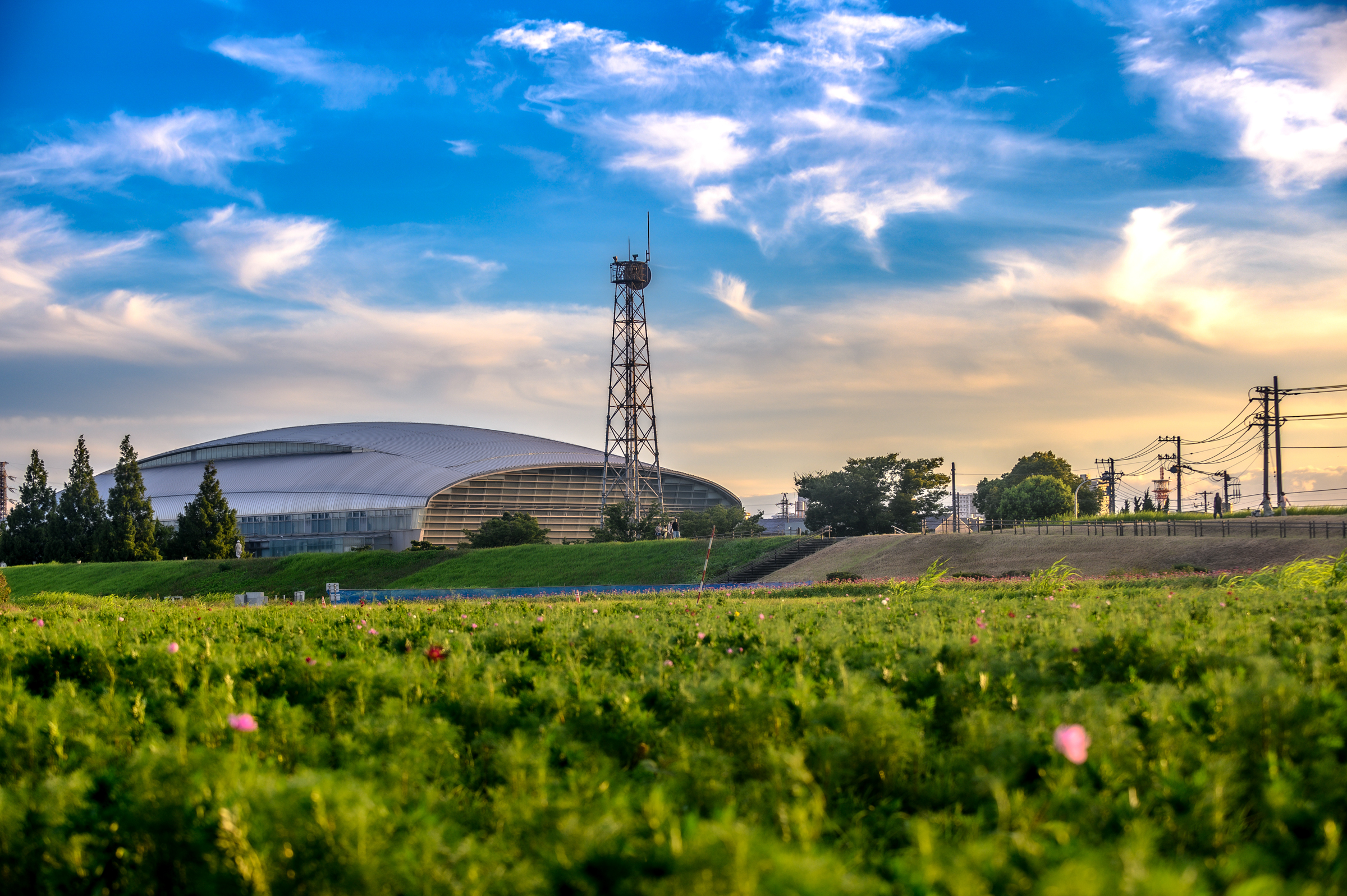 イシックス馬入のお花畑