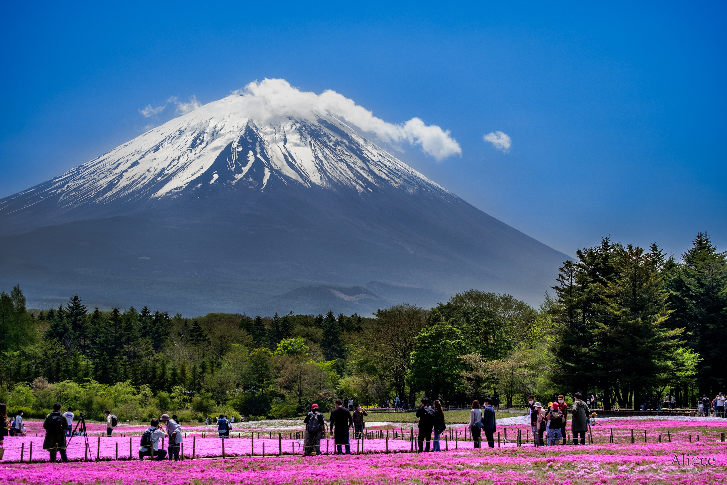 芝桜と富士山