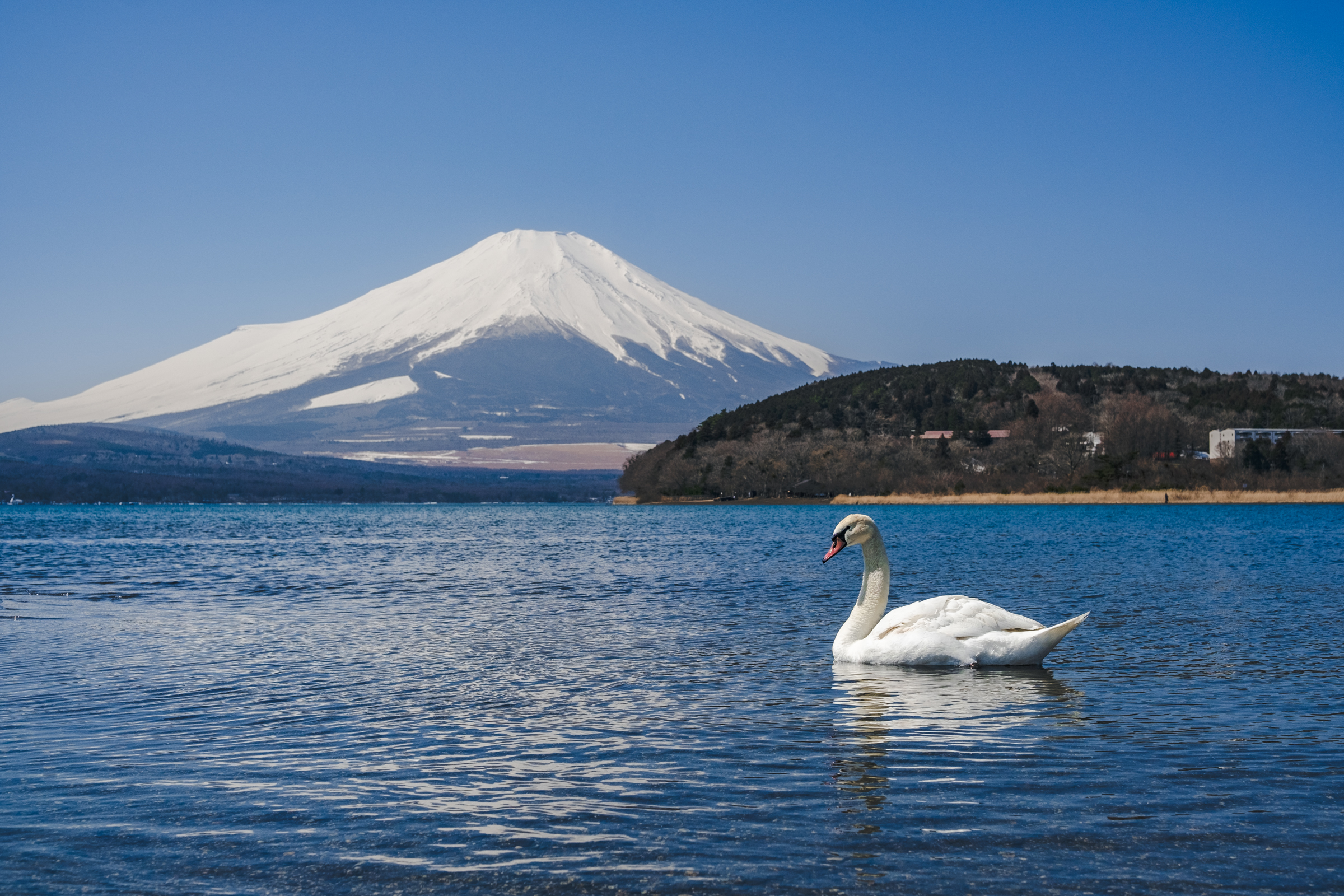 白鳥と富士